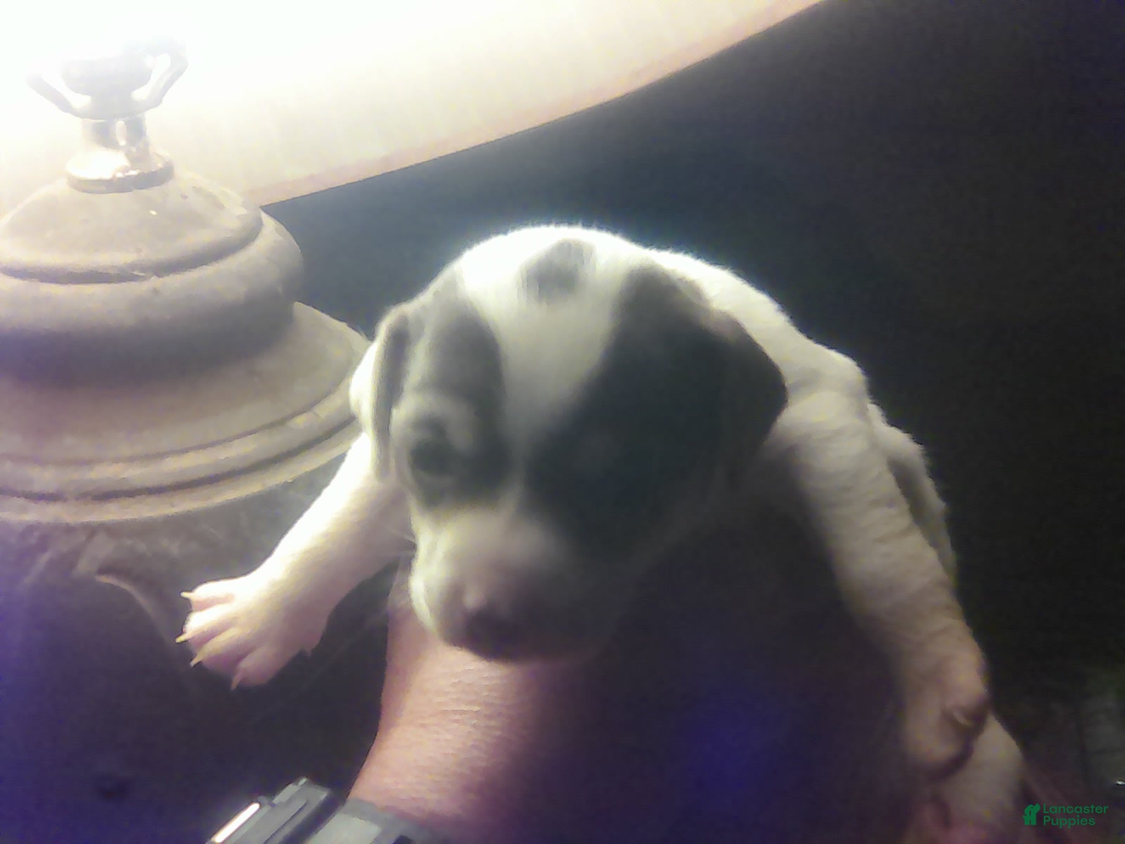 Chorkie dogs Bandit - Ad 2