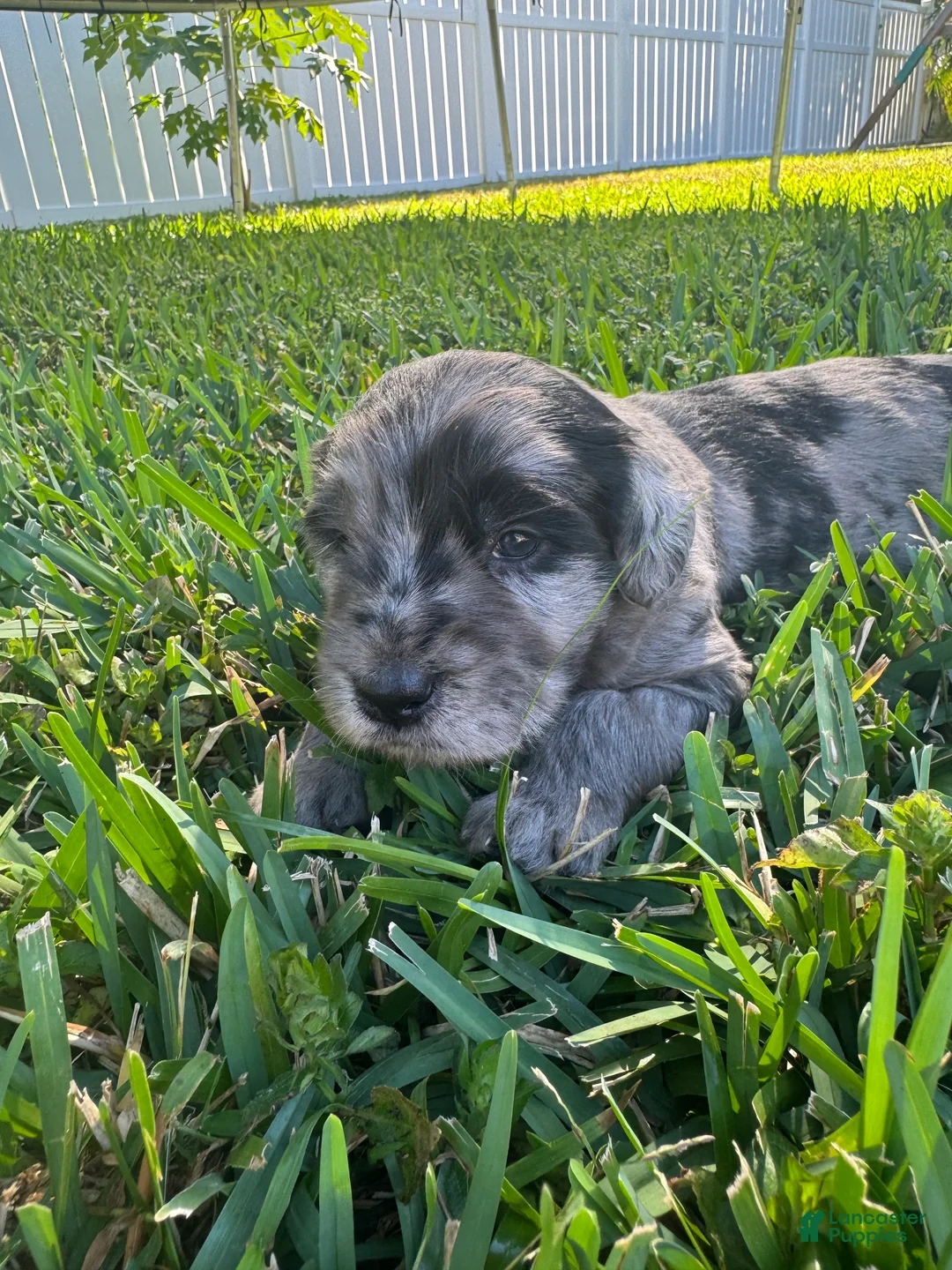 Goldendoodle dogs for sale: Micki  - Ad 4
