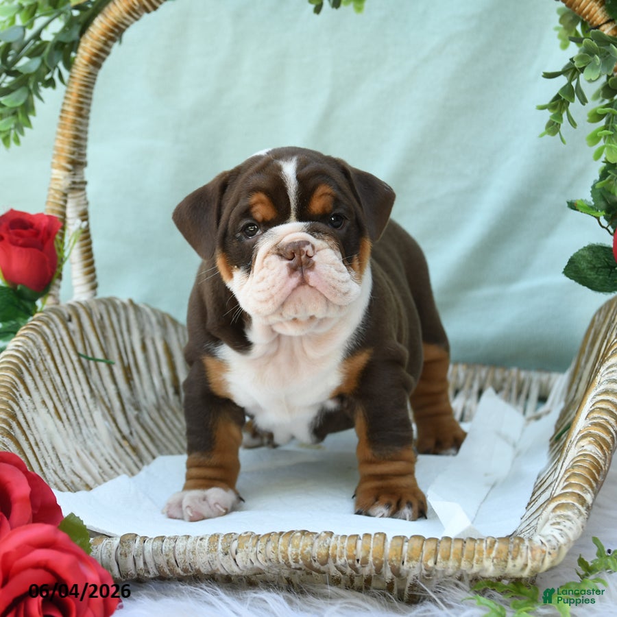 English Bulldog dogs for sale: Dixie - Ad 4