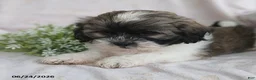 Teddy Bear dogs for sale: Emerson - Ad 12