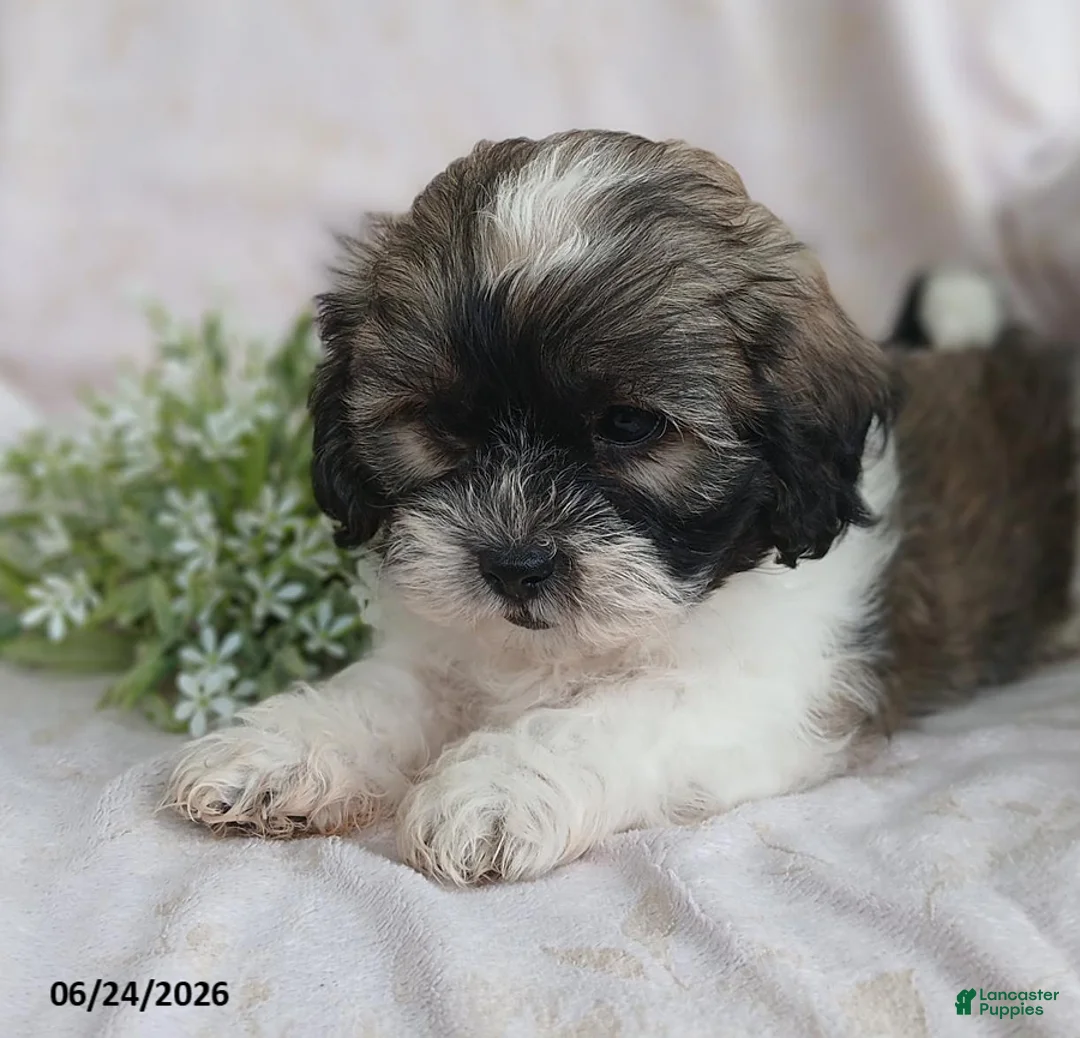 Teddy Bear dogs for sale: Emerson - Ad 12