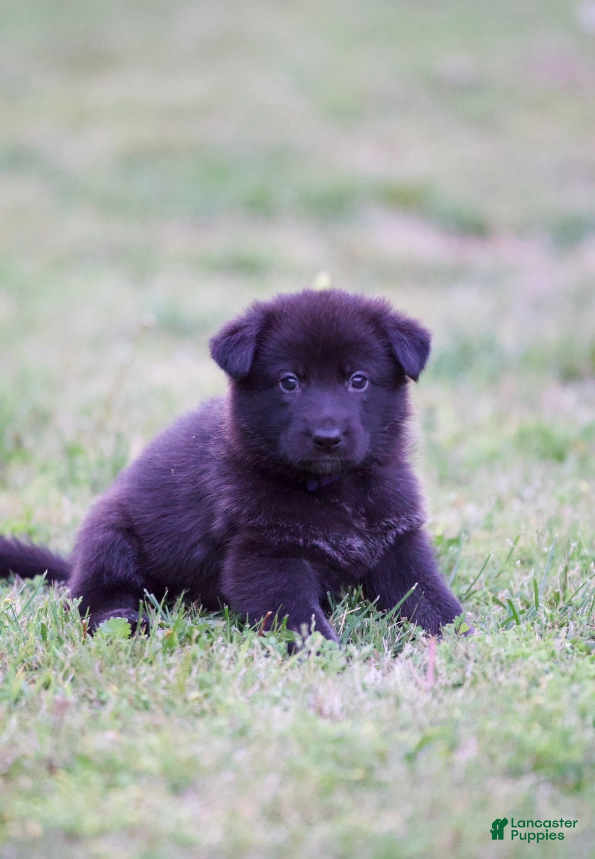 German Shepherd dogs German Shepherd Puppy 1 - Ad 37