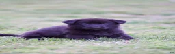 German Shepherd dogs for sale: German Shepherd Puppy 1 - Ad 1