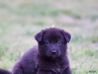 German Shepherd dogs German Shepherd Puppy 1 - Ad 37