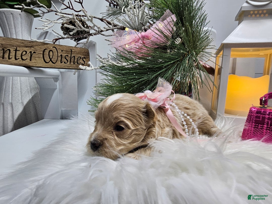 Maltipoo dogs for sale: Maltipoo Serena - Ad 6