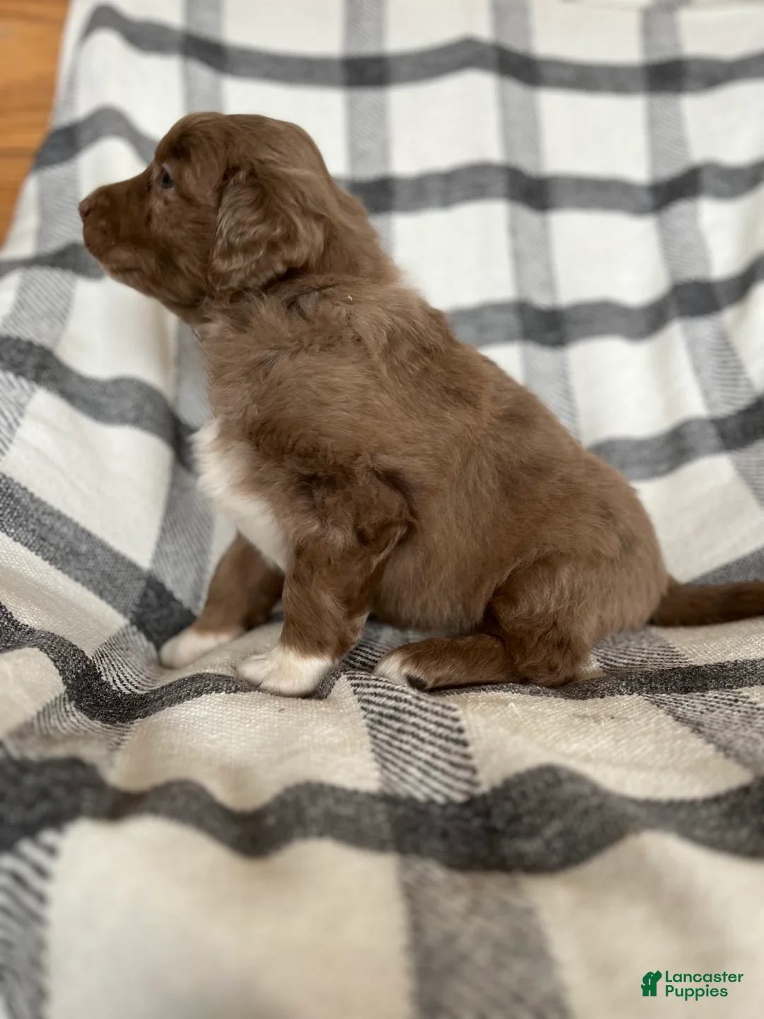 Mixed Breed dogs for sale: Buddy - Ad 2