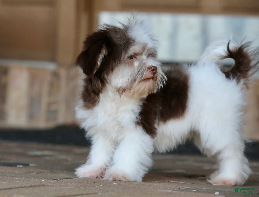 Havanese dogs for sale: Hope - Ad 31