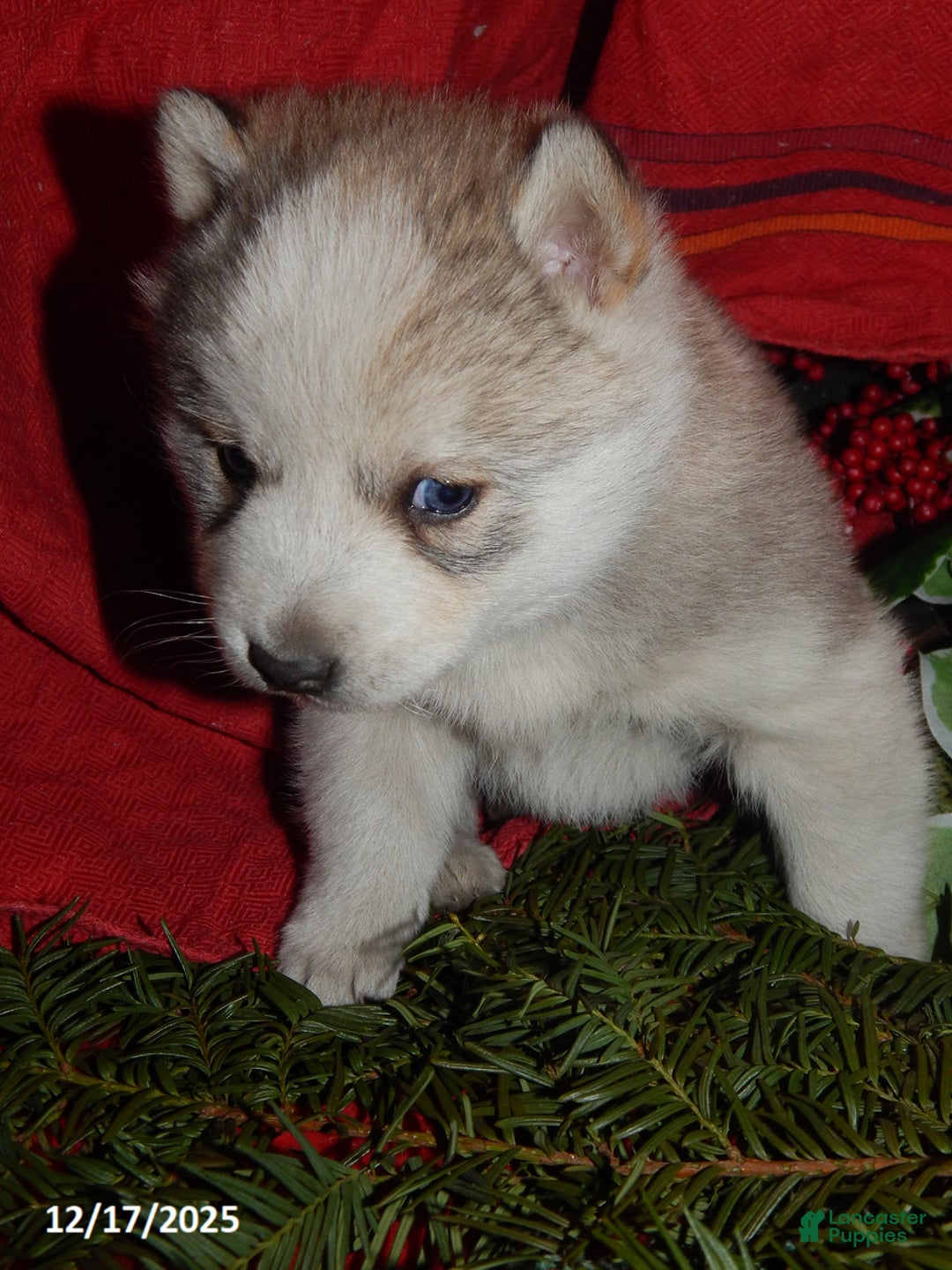 Pomsky dogs for sale: Max - Ad 3