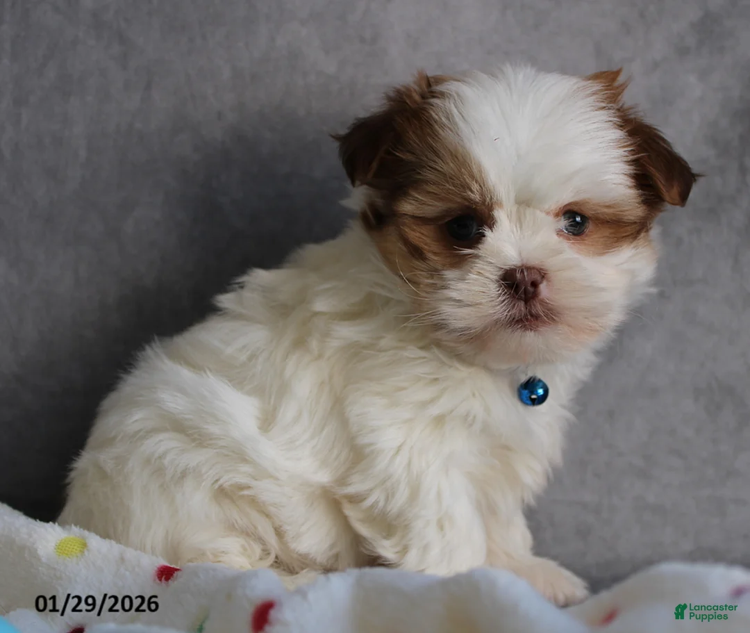 Malshi dogs for sale: Leo - Ad 4