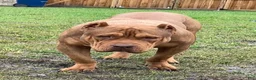 American Bully dogs for stud: Big Suge  - Ad 11