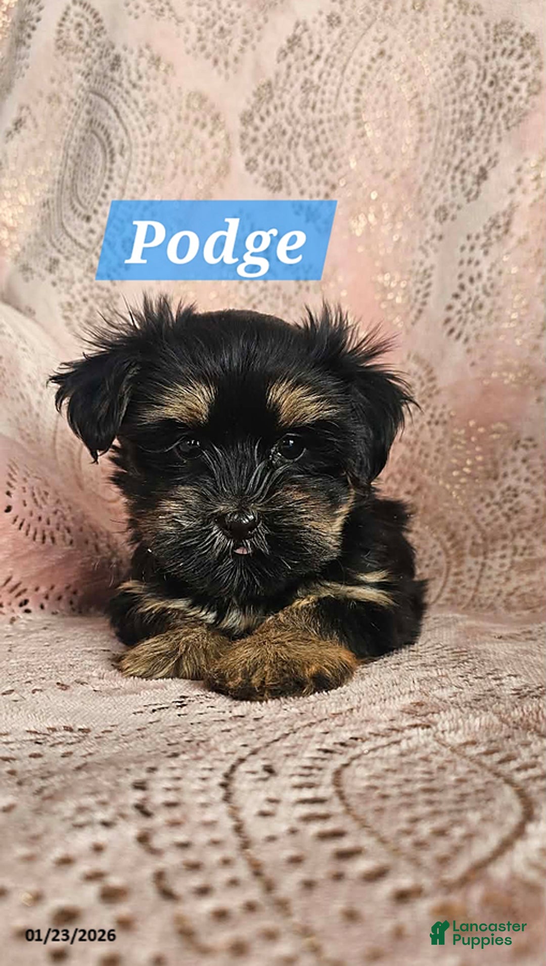 Shorkie dogs for sale: Podge - Ad 1
