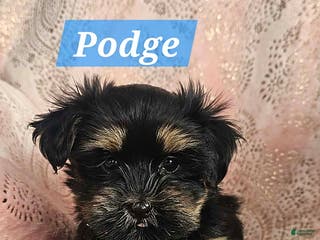Shorkie dogs Podge - Ad 2