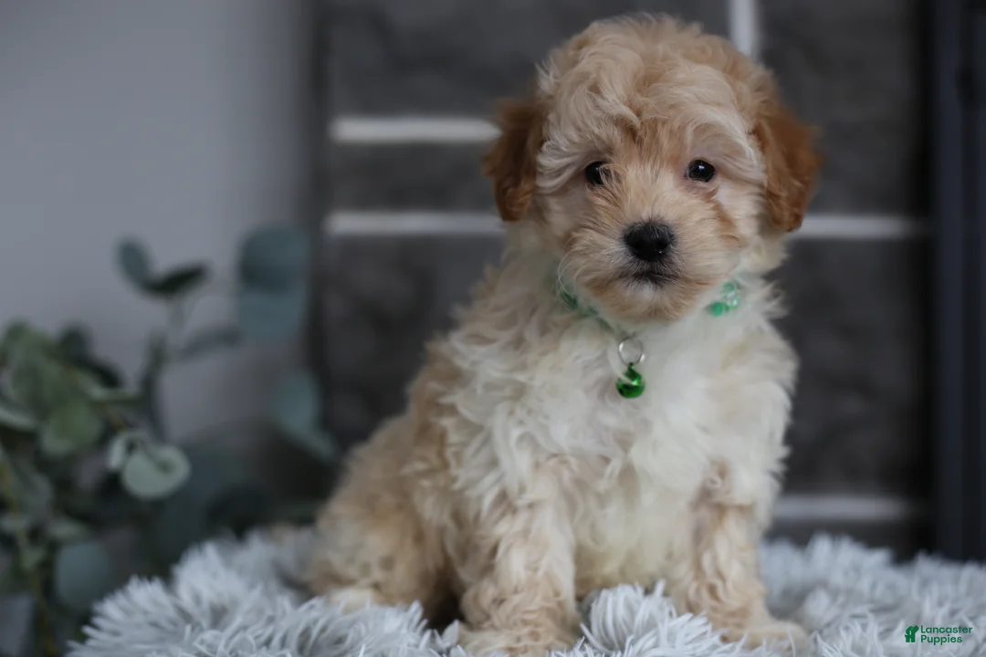 Maltipoo dogs for sale: Reese - Ad 1