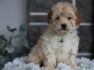 Maltipoo dogs Reese - Ad 3