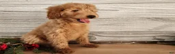 Mini Goldendoodle dogs for sale: Reno - Ad 18