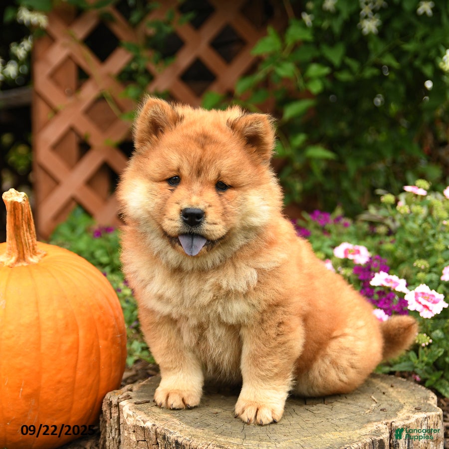 Chow Chow Puppies for sale Lancaster Puppies