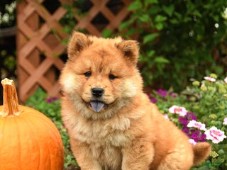 Chow Chow dogs - Ad 6