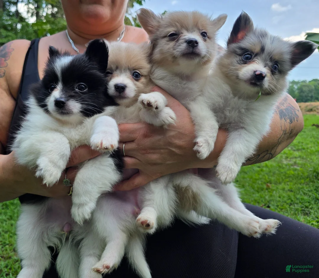 Pomeranian dogs for sale: Pomeranian 3 - Ad 1