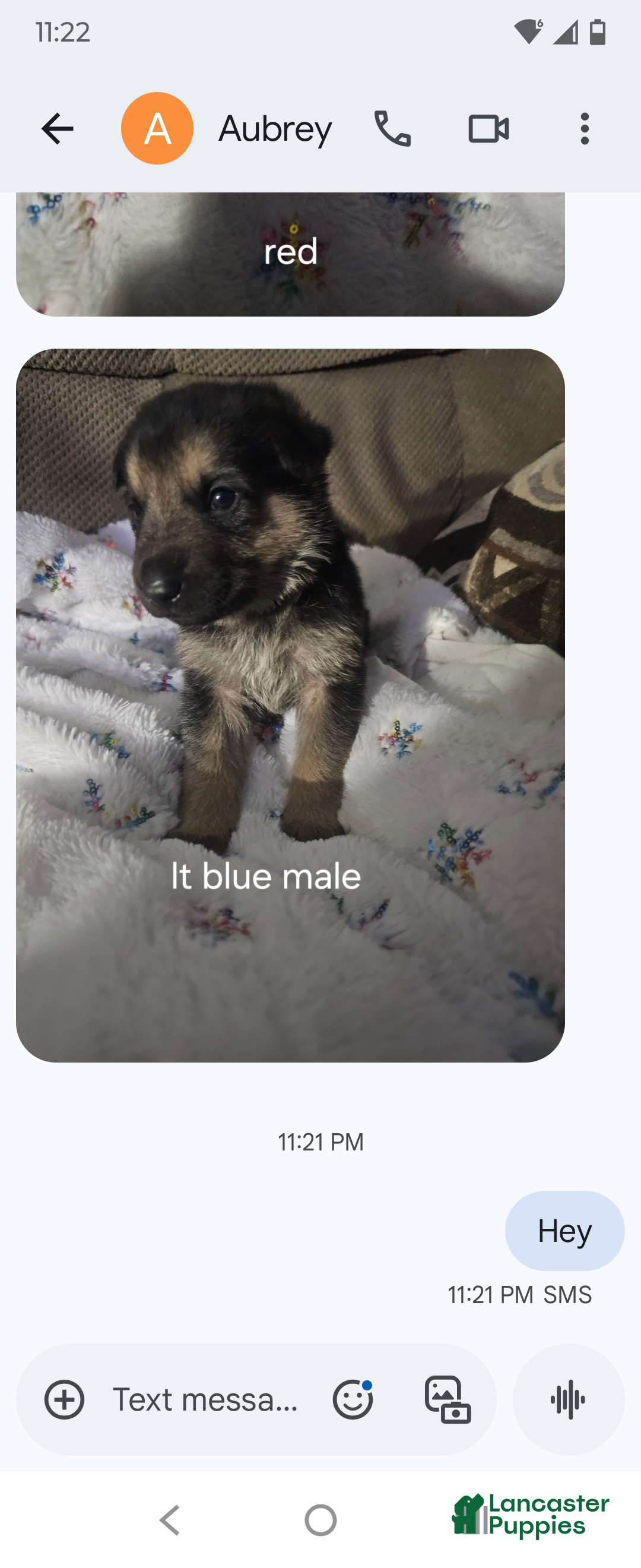 German Shepherd dogs German Shepherd Puppy 3 - Ad 16