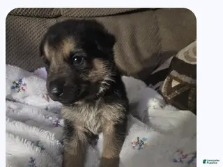 German Shepherd dogs German Shepherd Puppy 3 - Ad 41