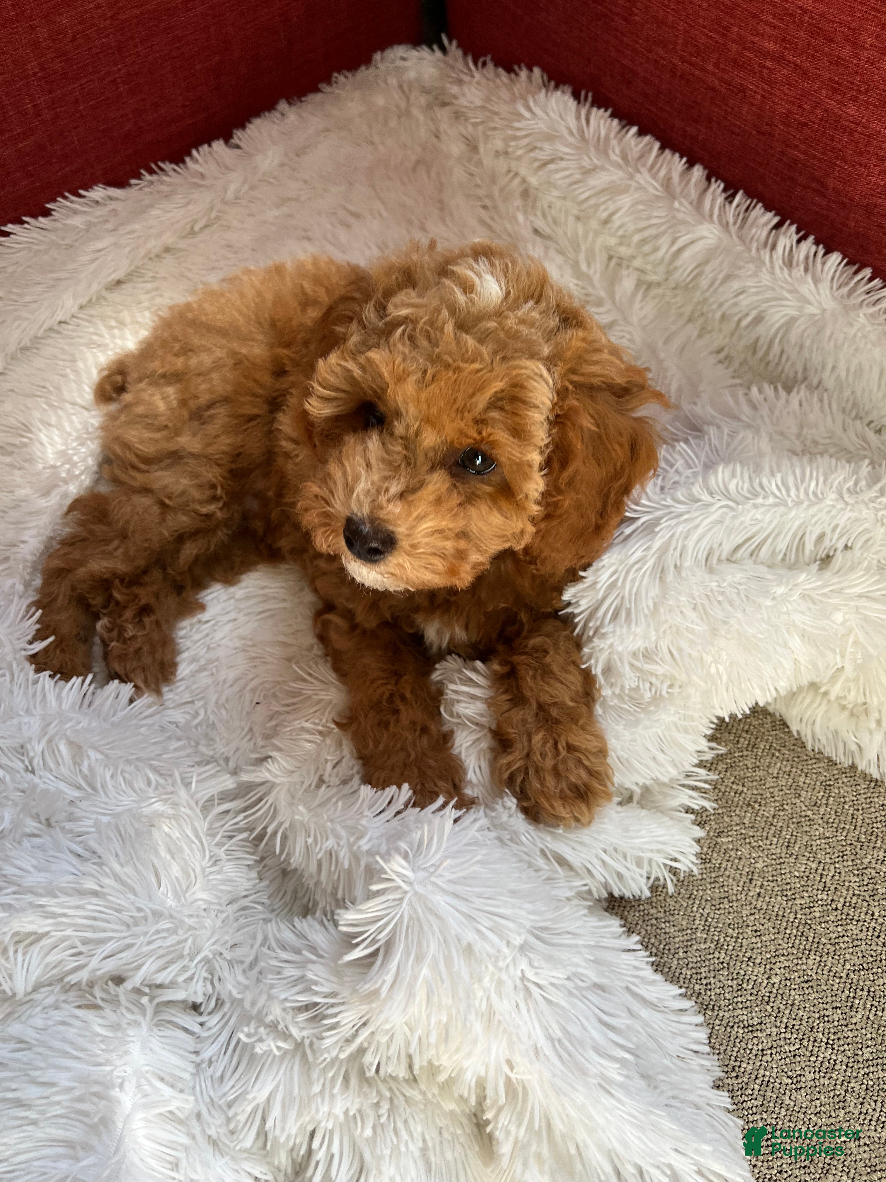 Miniature Poodle dogs Teddy - Ad 1