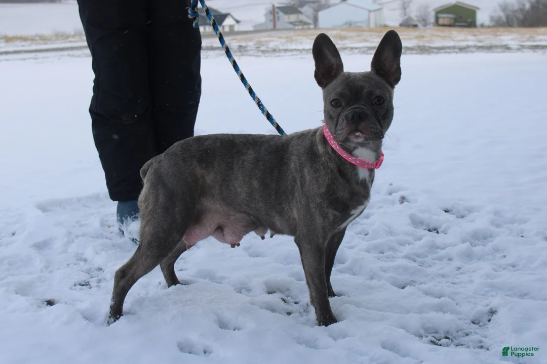 Mixed Breed dogs for sale: Sage - Ad 11