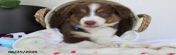 Miniature Australian Shepherd dogs for sale: Parker - Ad 2