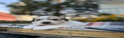 Great Pyrenees dogs for sale: Rita - Ad 7