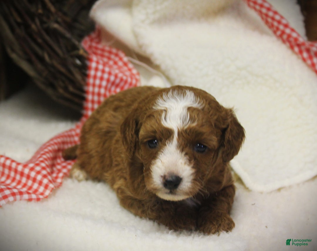 Cavapoo dogs for sale: Tex - Ad 3