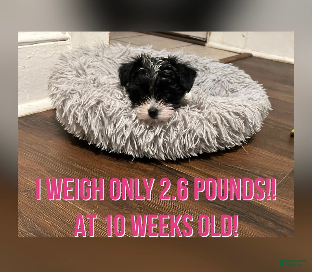 Yorkiepoo dogs for sale: TOY Size Luna - Ad 1