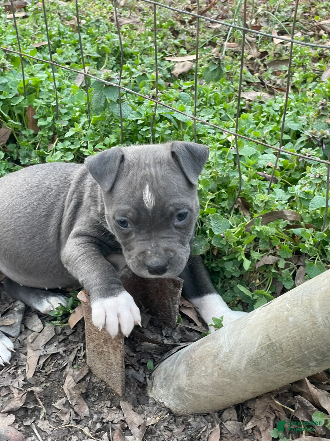 American Pit Bull Terrier dogs for sale: Aphrodite - Ad 2