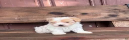 Mixed Breed dogs for sale: Mixed Breed Puppy 1 - Ad 4