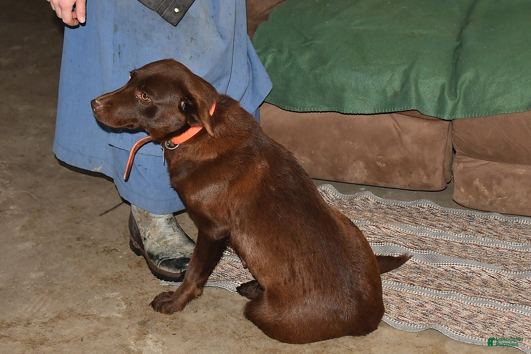 Mixed Breed dogs for sale: Blaze - Ad 6