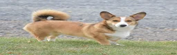 Welsh Corgi Pembroke dogs for sale: Ava - Ad 3