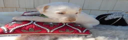 Labrador Retriever dogs for sale: Labrador Retriever 6 Brinkley - Ad 4