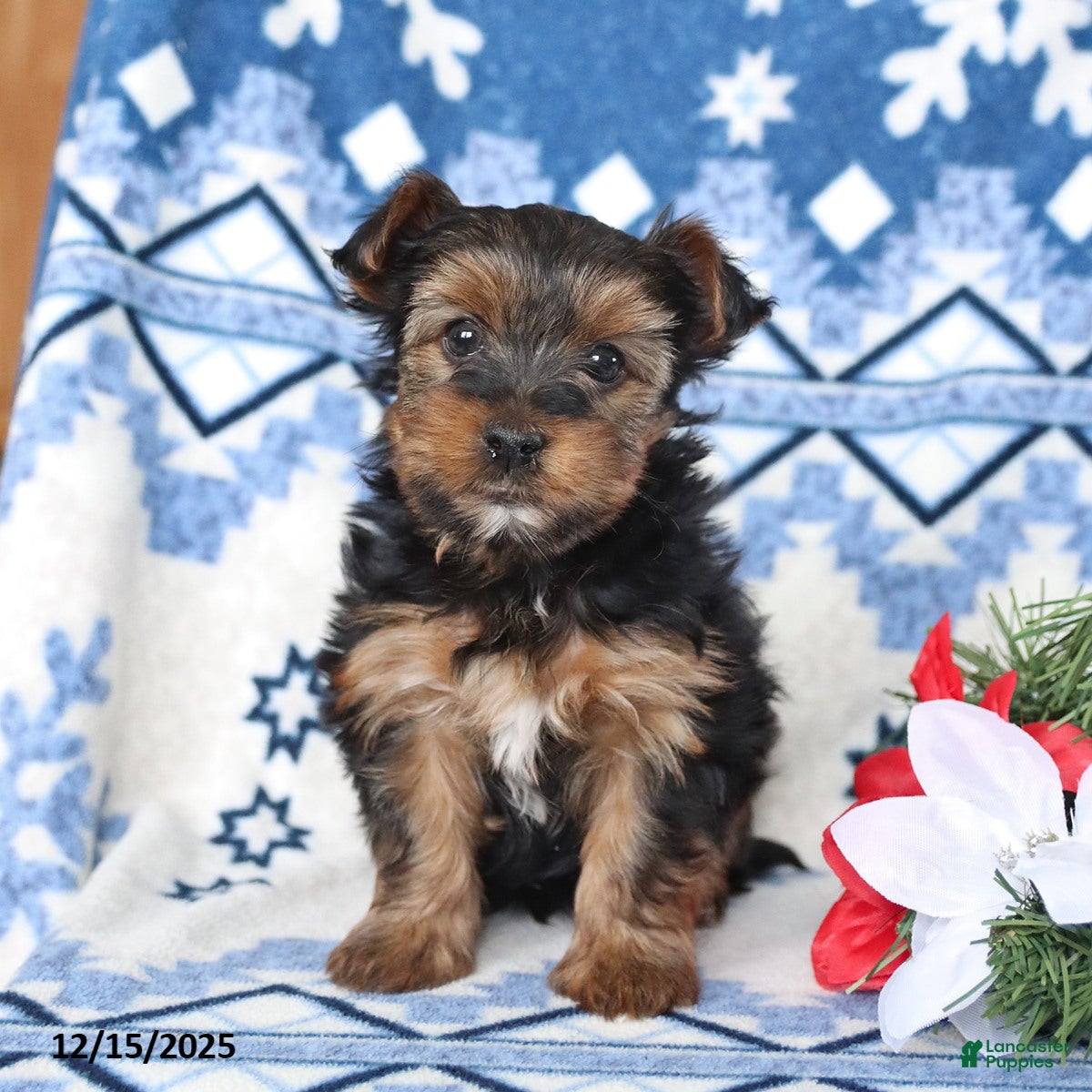 Yorkshire Terrier dogs Dasher - Ad 4