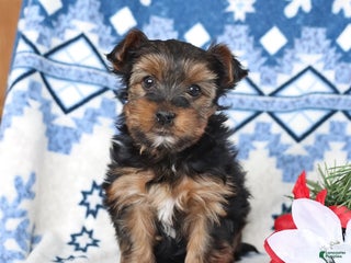 Yorkshire Terrier dogs Dasher - Ad 3