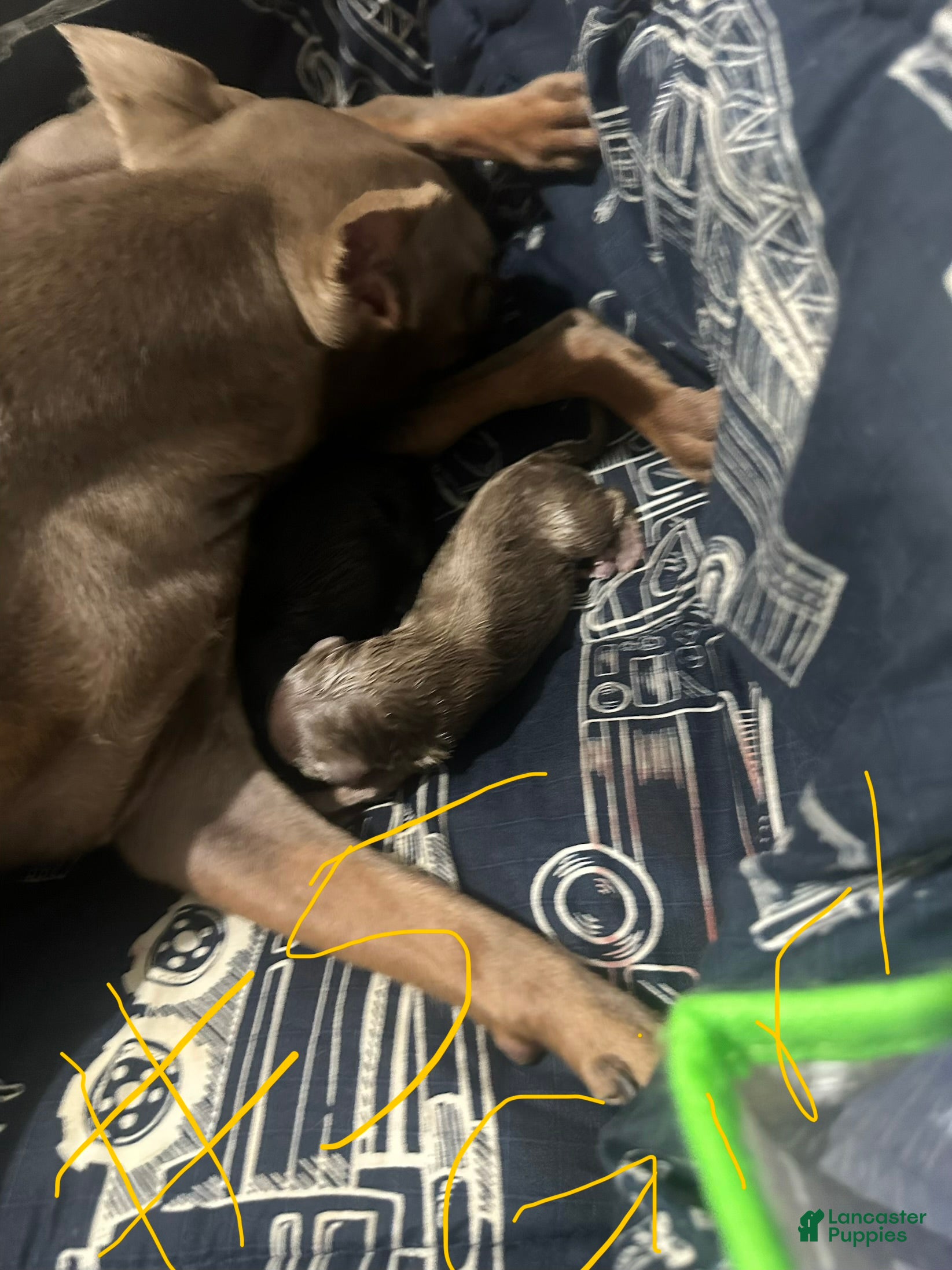 Miniature Pinscher dogs Savanna - Ad 24