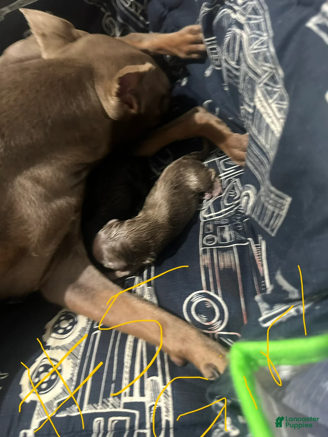 Miniature Pinscher dogs for sale: Savanna - Ad 1