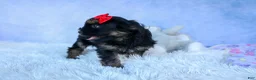 Shorkie dogs for sale: SAMMY - Ad 16