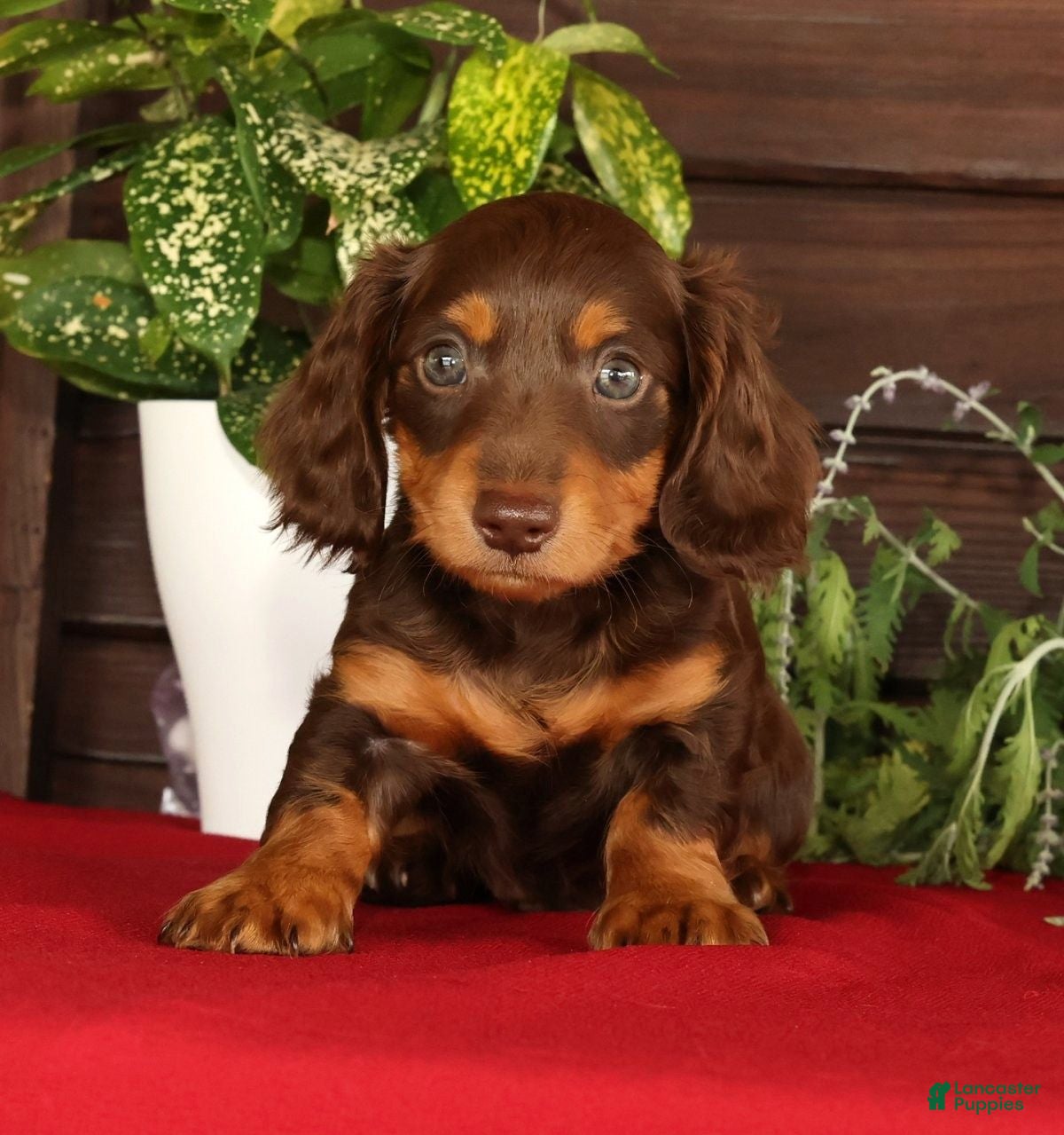 Miniature Dachshund dogs Teddy - Ad 1