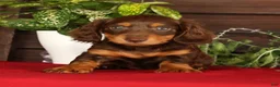 Miniature Dachshund dogs for sale: Teddy - Ad 1