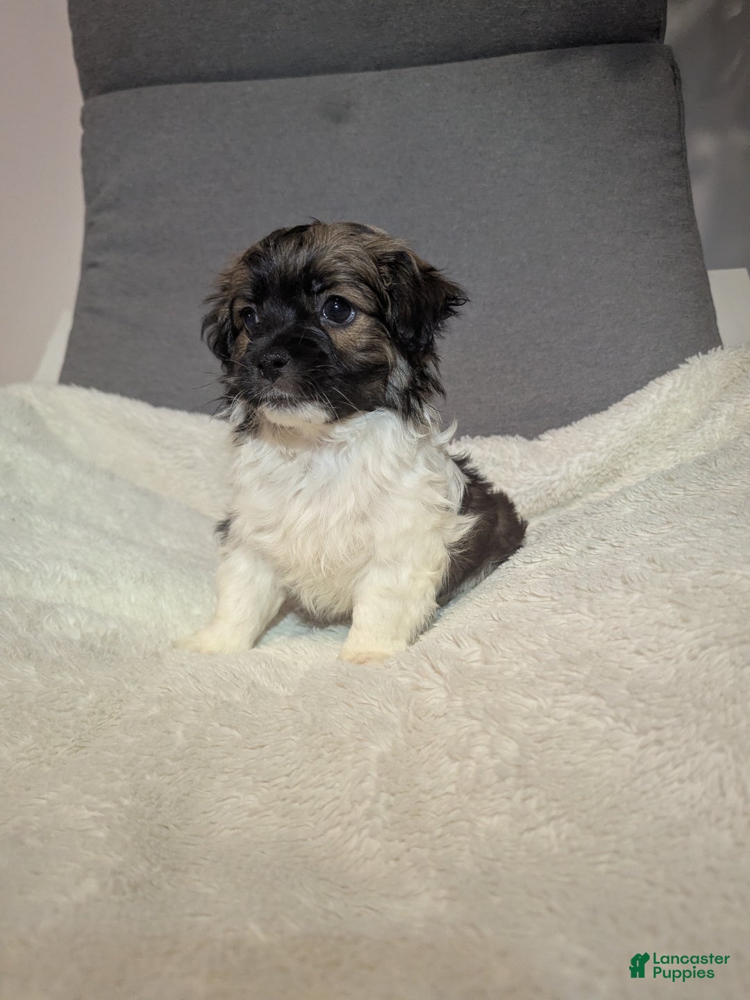 Havanese dogs for sale: Buddy (short haired) - Ad 5