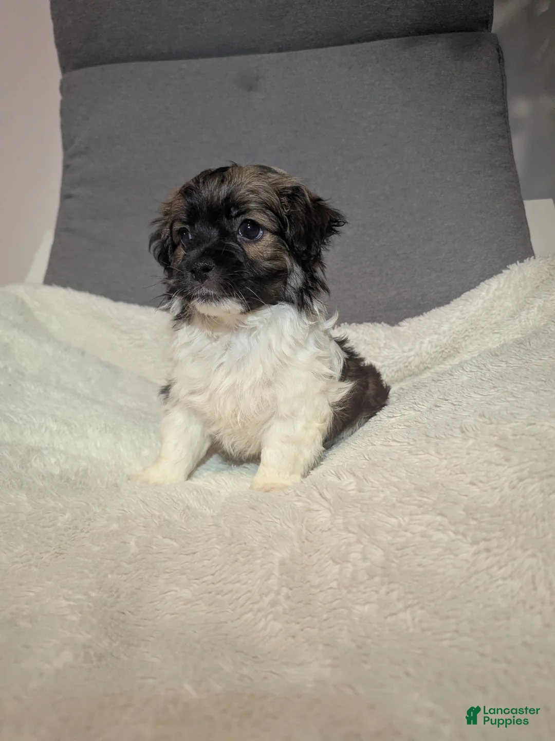 Havanese dogs for sale: Buddy (short haired) - Ad 5