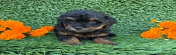 Mini Goldendoodle dogs for sale: Jenny - Ad 2