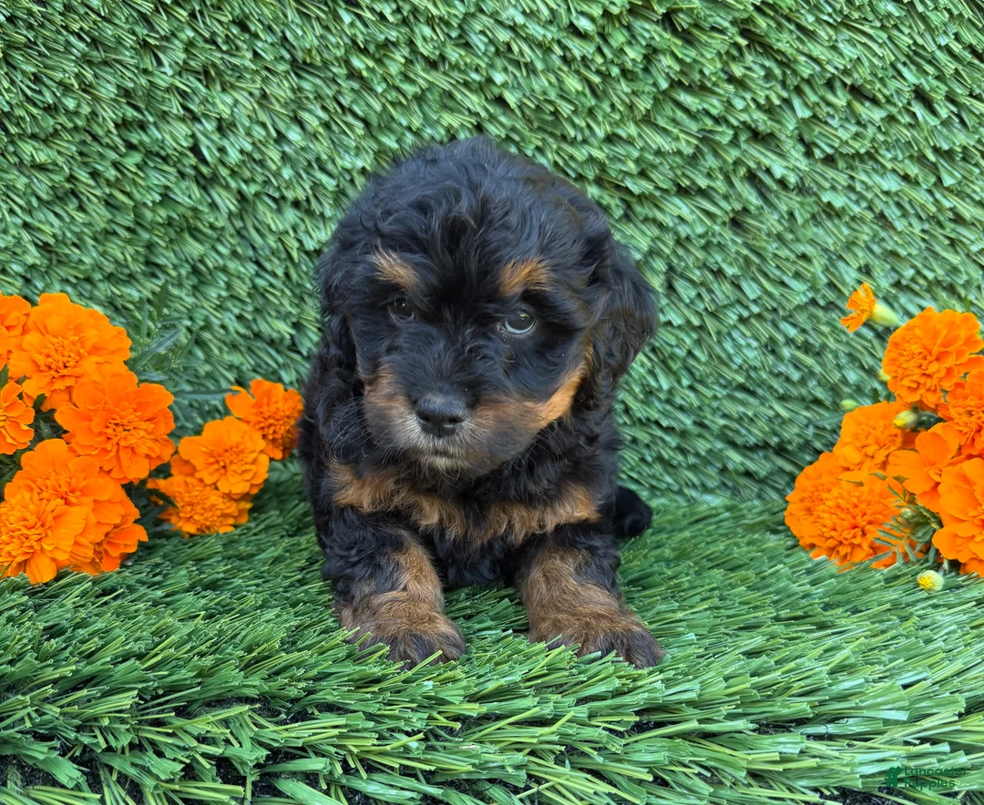 Mini Goldendoodle dogs for sale: Jenny - Ad 2