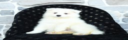 Samoyed dogs for sale: Kayla - Ad 1