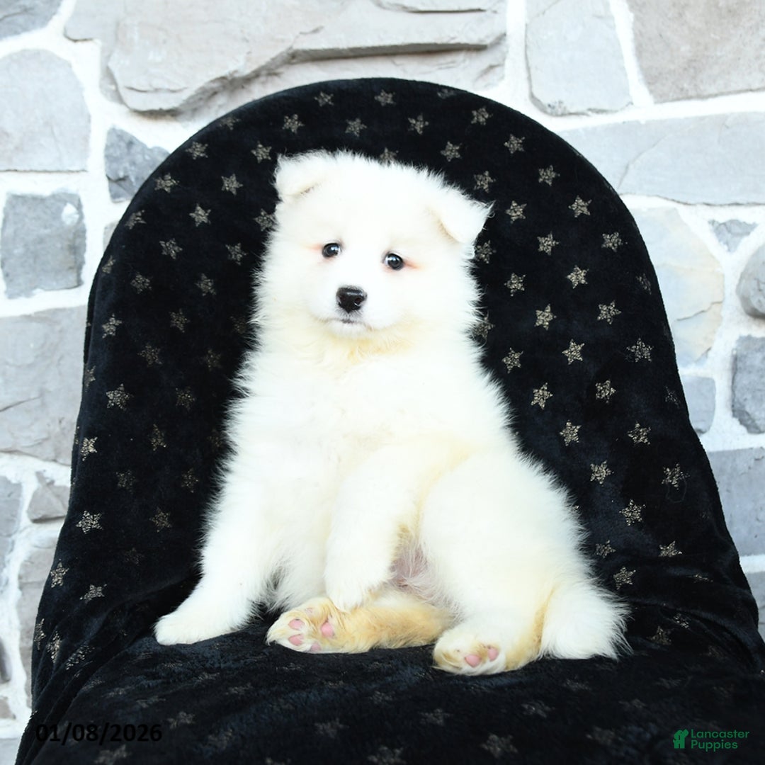 Samoyed dogs for sale: Kayla - Ad 1