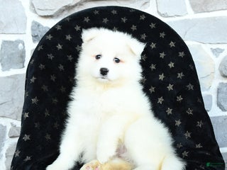 Samoyed dogs Kayla - Ad 5