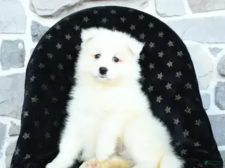 Samoyed dogs Kayla - Ad 13